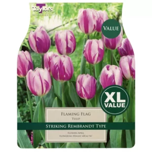 Tulip 'Flaming Flag' (20 bulbs)