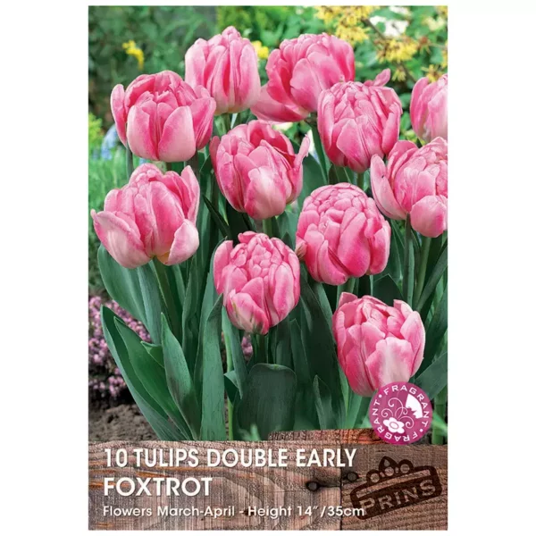 Tulip 'Foxtrot' (10 bulbs)