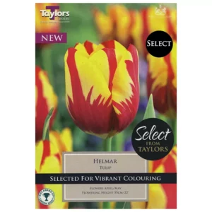 Tulip 'Helmar' (9 bulbs)