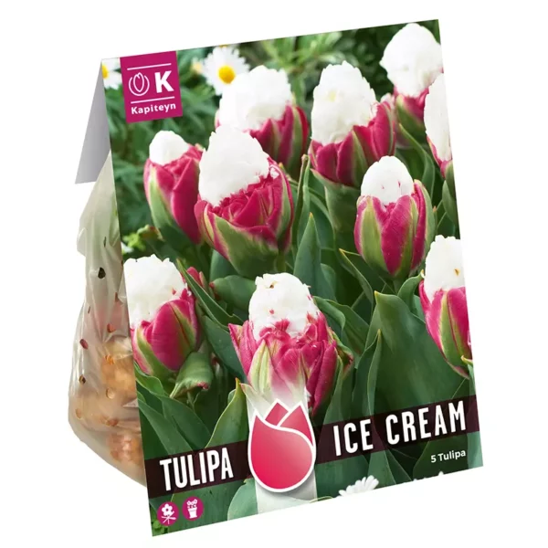 Tulip 'Ice Cream' (5 bulbs)