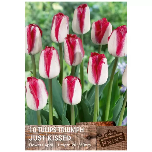 Tulip 'Just Kissed' (10 bulbs)