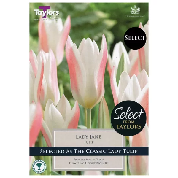 Tulip 'Lady Jane' (9 bulbs)