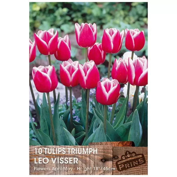 Tulip 'Leo Visser' (10 bulbs)