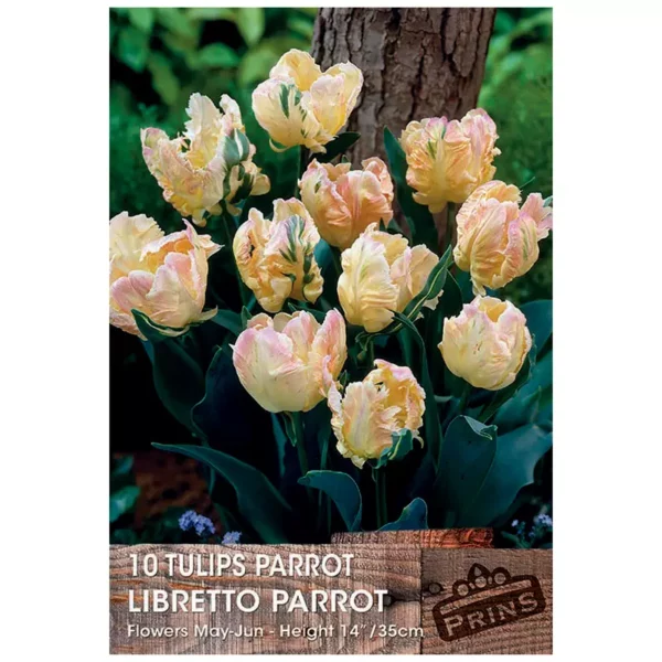 Tulip 'Libretto Parrot' (10 bulbs)