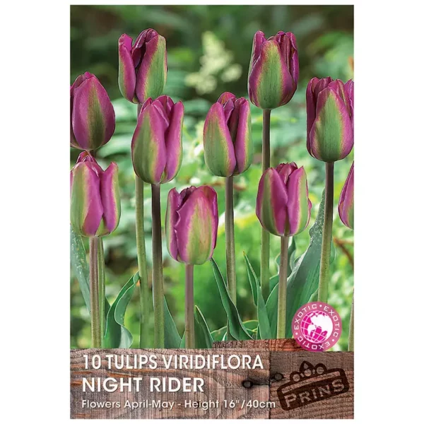 Tulip 'Night Rider' (10 bulbs)