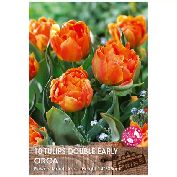 Tulip 'Orca' (10 bulbs)