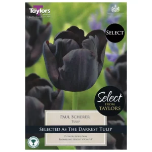 Tulip 'Paul Scherer' (9 bulbs)