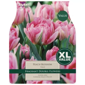 Tulip 'Peach Blossom' (15 bulbs)