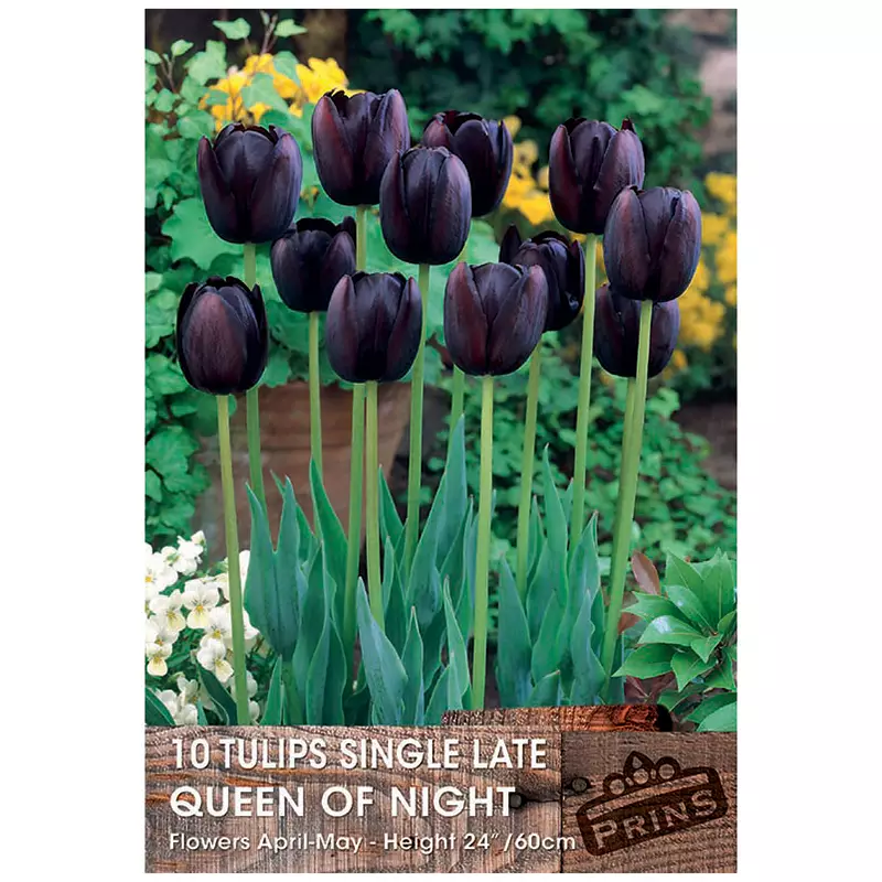 Humphreys Garden Tulip Tulipán Bulbs bulbos 10 x Queen of the Night Bulbs bulbos Size 10/11 
