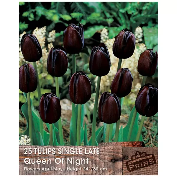 Tulip 'Queen of the Night' (25 bulbs)
