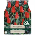 Tulip 'Red Riding Hood' (20 bulbs)