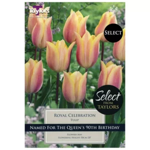 Tulip 'Royal Celebration' (5 bulbs)