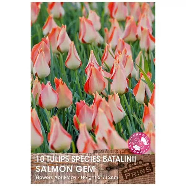 Tulip 'Salmon Gem' (10 bulbs)