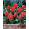 Tulip 'Short Stemmed Red' (25 bulbs)