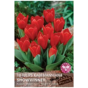 Tulip 'Showwinner' (10 bulbs)