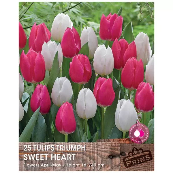 Tulip 'Sweet Heart' (25 bulbs)