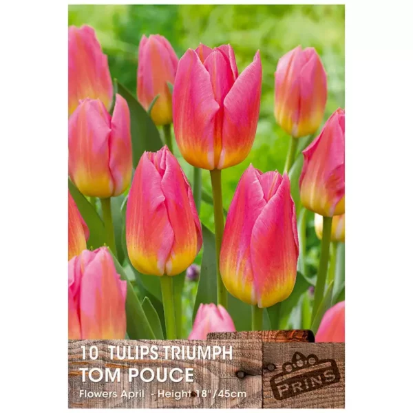 Tulip 'Tom Pouce' (10 bulbs)