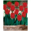 Tulip 'Triumph Red' (25 bulbs)
