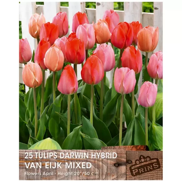 Tulip 'Van Eijk Mixed' (25 bulbs)
