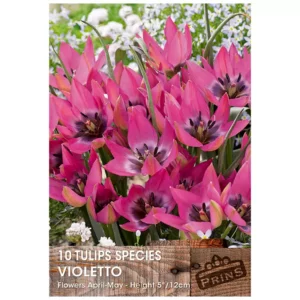 Tulip 'Violetto' (10 bulbs)