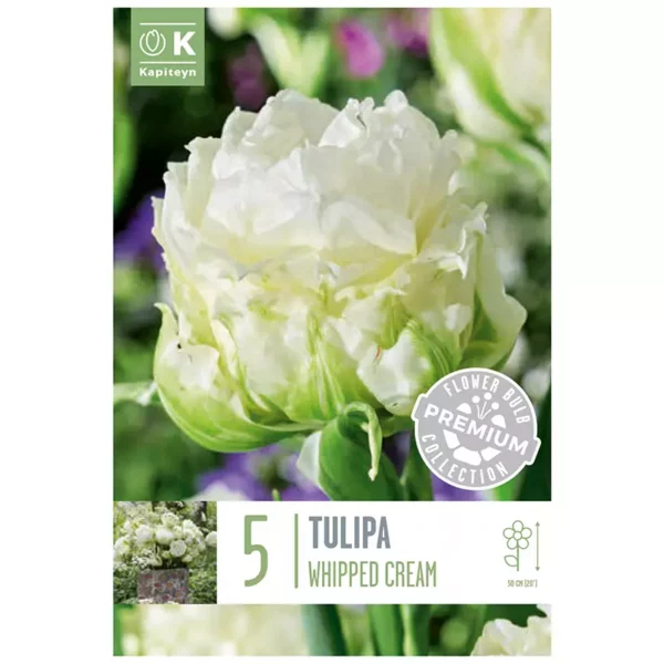 Tulip 'Whipped Cream' (5 bulbs)