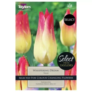 Tulip 'Whispering Dream' (7 bulbs)