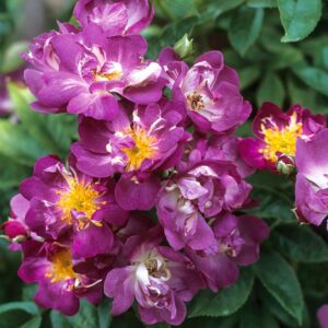 A cluster of Veilchenblau Rambling Rose flowers. The blooms are purple with a white centre.