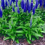 Veronica Spicata 'Ulster Blue Dwarf' foliage