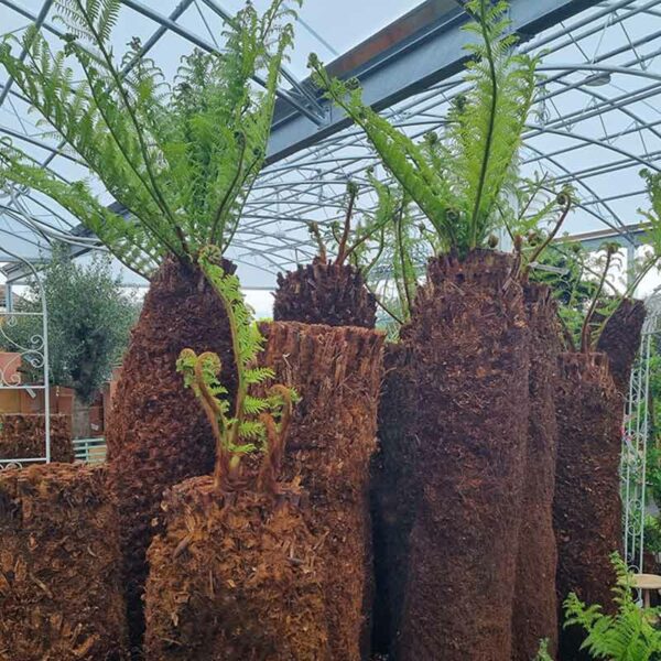 Dicksonia Antarctica tree fern in a range of sizes