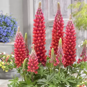 West Country Lupin 'Beefeater'
