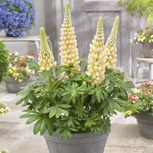 West Country Lupin 'Cashmere Cream'