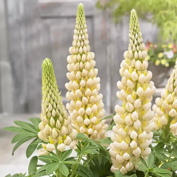 West Country Lupin 'Cashmere Cream' close up