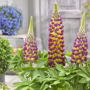 West Country Lupin 'Manhattan Lights'