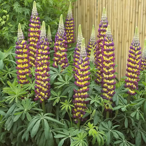 West Country Lupin 'Manhattan Lights' group