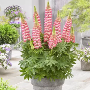 West Country Lupin 'Rachel de Thame'