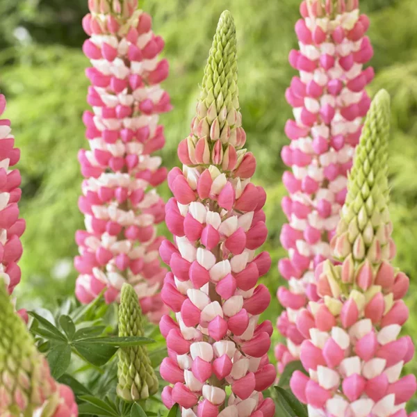 West Country Lupin 'Rachel de Thame' close up