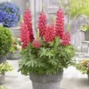 West Country Lupin 'Red Rum'