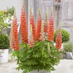 West Country Lupin 'Terracotta'
