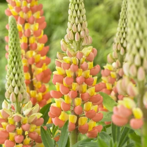 West Country Lupin ‘Gladiator’