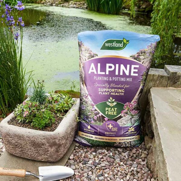 A bag of Westland Alpine Planting & Potting Peat Free Mix. The bag is sat outside next to a stone planting trough with small alpine plants.