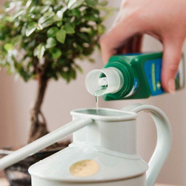 A bottle of Westland Bonsai Feed Concentrate being poured into a watering can.