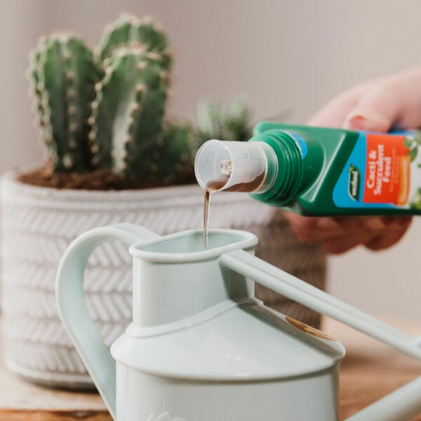 A bottle of Westland Cacti & Succulent Feed Concentrate being poured into a watering can.