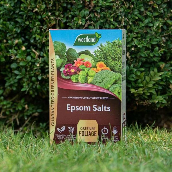 A brown, 1.5kg, cardboard carton of Westland Epsom Salts sat on grass.
