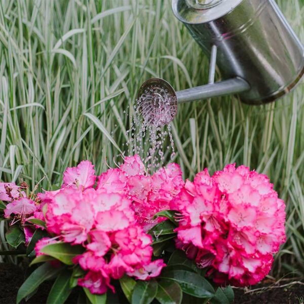 Diluted Westland Ericaceous High Performance Liquid Plant Food being poured out of a watering can onto pink flowers.