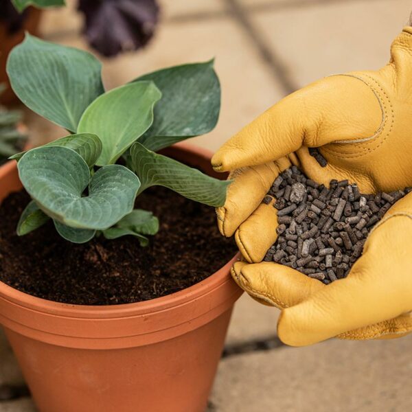 Westland Growing Success Organic Slug Stop Barrier Pellets hand by pot