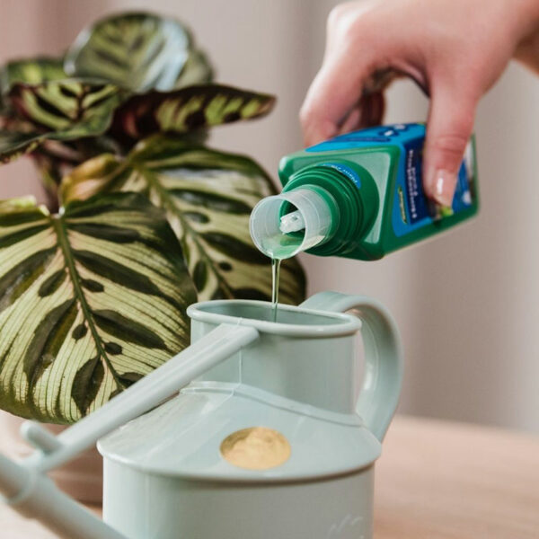 A bottle of Westland Houseplant Feed Concentrate being poured into a watering can.