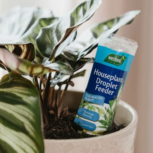 The Westland Liquid Droplet Feeder For Houseplants embedded in the soil of a potted houseplant.