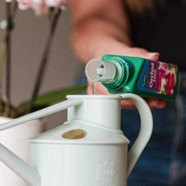 A bottle of Westland Orchid Feed being poured into a watering can.