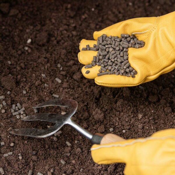 A handful of Westland Organic Chicken Manure Pellets being spread into soil.
