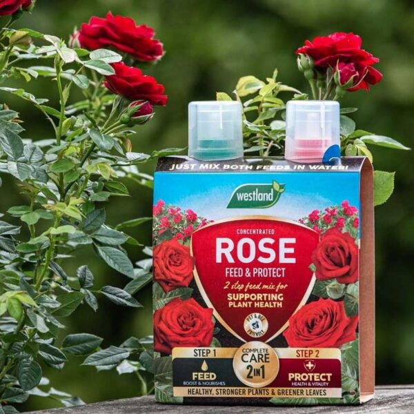 The two Westland Rose Feed & Rose Protect bottles in their cardboard sleeve packaging, sat outside.